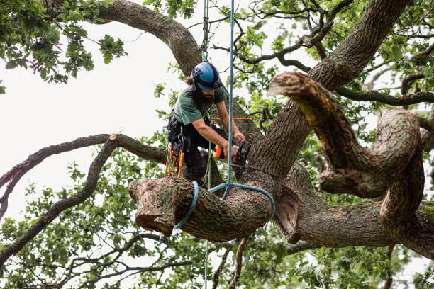 How Our Tree Care Process Works  in  Weissport East, PA