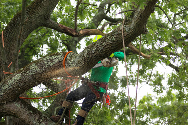 Trusted Weissport East, PA Tree Care Experts